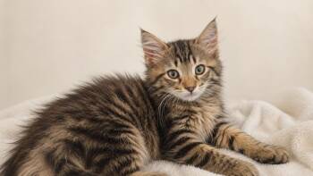 Goliath -  Tabby Cat for Adoption in Calimesa, California - Goliath | PetCurious