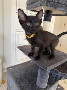 Domestic Short Hair Cats Available for Adoption in Broomfield, Colorado - HANS | PetCurious