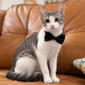 King Louie Royal -  Tabby and Domestic Short Hair Cat for Adoption in Friendswood, Texas - King Louie Royal | PetCurious