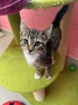 Pepper -  Domestic Short Hair Cat for Adoption in Manitowoc, Wisconsin - Pepper | PetCurious