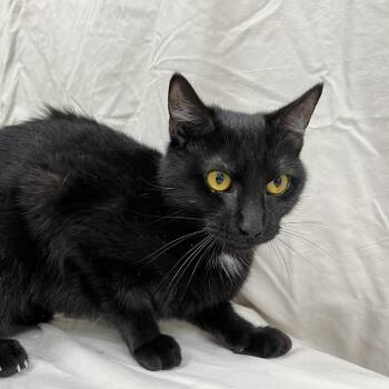 Nashira -  Domestic Short Hair Cat for Adoption in Lyndhurst, Virginia - Nashira | PetCurious