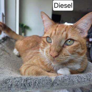 Diesel -  Domestic Short Hair Cat for Adoption in Houston, Texas - Diesel | PetCurious