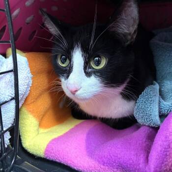 Domestic Short Hair Cats Available for Adoption - Jackie (c2026) | PetCurious