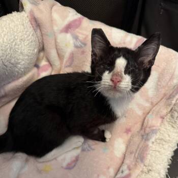Poppy aka Lucy -  Domestic Short Hair Cat for Adoption in Las Vegas, Nevada - Poppy Aka Lucy | PetCurious