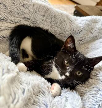 Bitsy -  Domestic Short Hair Cat for Adoption in Topeka, Kansas - Bitsy | PetCurious