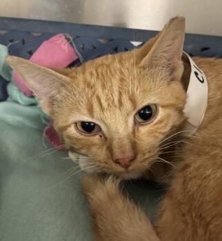 Domestic Short Hair Cats Available for Adoption in Golden, Colorado - Clementine | PetCurious