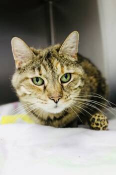 Rescue Domestic Short Hair Cats for Adoption in Indiana, Pennsylvania - Carnation | PetCurious