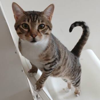 Domestic Short Hair and Bengal Cats Available for Adoption in Silver Spring, Maryland - Norman | PetCurious