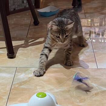 Charles -  Domestic Short Hair Cat for Adoption in Los Angeles, California - Charles | PetCurious