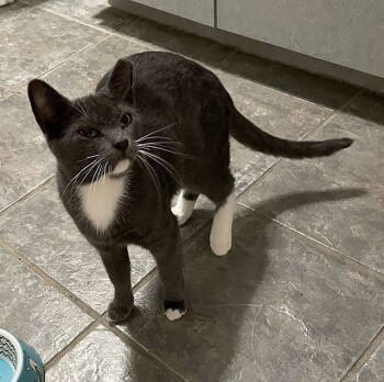 Rescue Domestic Short Hair Cats for Adoption in Tampa, Florida - Elda | PetCurious