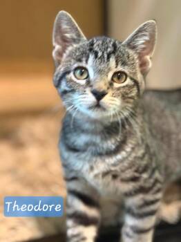 Theodore -  Domestic Short Hair Cat for Adoption in Aurora, Nebraska - Theodore | PetCurious