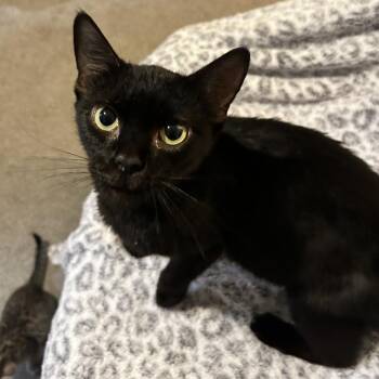 Lana -  Domestic Short Hair Cat for Adoption in Fairfax Station, Virginia - Lana | PetCurious