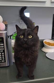 Domestic Long Hair Cats Available for Adoption - Zeke | PetCurious