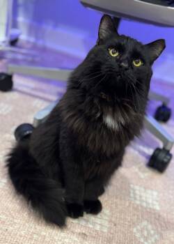 Rescue Domestic Long Hair Cats for Adoption in Fishers, Indiana - Mr. Meow | PetCurious
