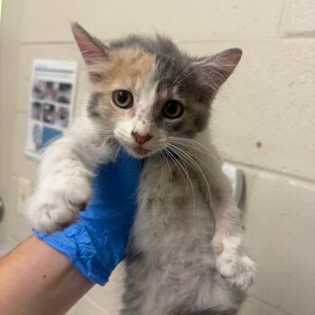 Misty -  Domestic Short Hair Cat for Adoption in Milton, Florida - Misty | PetCurious