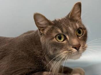 Nico -  Domestic Short Hair Cat for Adoption in Golden Valley, Minnesota - Nico | PetCurious