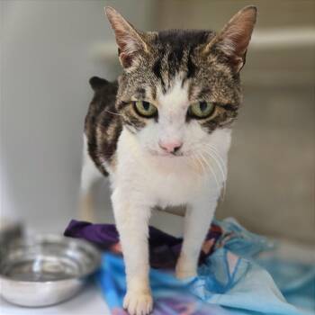 Nori -  Domestic Short Hair Cat Available for Adoption in Chattanooga, Tennessee - Nori | PetCurious