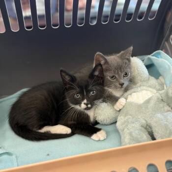 Domestic Short Hair Cats Available for Adoption in Port Richey, Florida - Beans | PetCurious