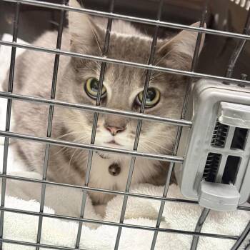 Domestic Short Hair Cats Available for Adoption - Snow Mitten | PetCurious
