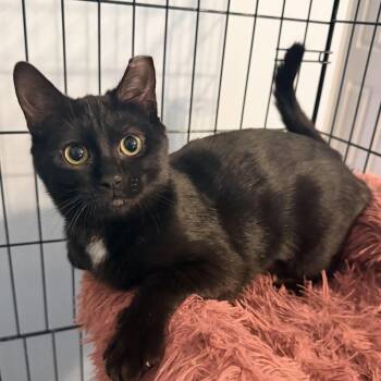 Domestic Short Hair Cats Available for Adoption - Inch | PetCurious