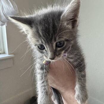 Domestic Short Hair Cats Available for Adoption in Boerne, Texas - Cloudy With A Chance Of Meatballs | PetCurious
