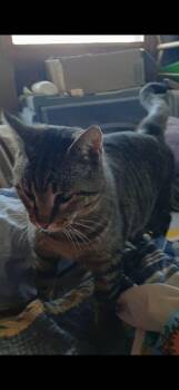 Newman -  Domestic Short Hair Cat Available for Adoption in Olney, Illinois - Newman | PetCurious