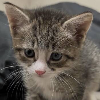 Lentil -  Domestic Short Hair Cat for Adoption in Middlebury, Vermont - Lentil | PetCurious