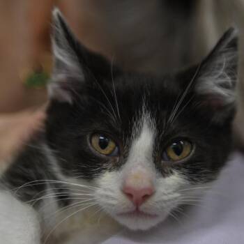 Mango -  Domestic Short Hair Cat for Adoption in Redwood City, California - Mango | PetCurious