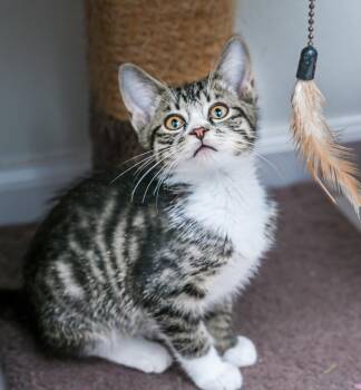 Rescue Tabby and Domestic Short Hair Cats for Adoption in Chattanooga, Tennessee - Patsy Cline | PetCurious