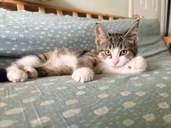 Fraya -  Domestic Short Hair Cat for Adoption in Walled Lake, Michigan - Fraya | PetCurious