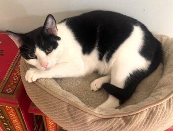 Felix -  Domestic Short Hair and Tuxedo Cat for Adoption in San Diego, California - Felix | PetCurious