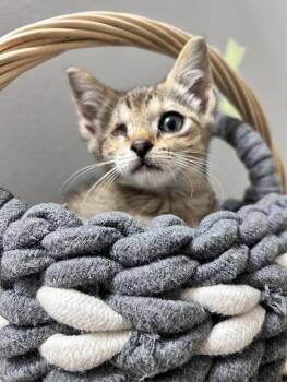 Cinna -  Domestic Short Hair Cat for Adoption in Newborn, Georgia - Cinna | PetCurious