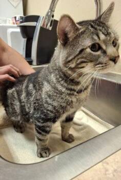 Tabby and Domestic Short Hair Cats Available for Adoption in Mountain View, Arkansas - Arlo | PetCurious