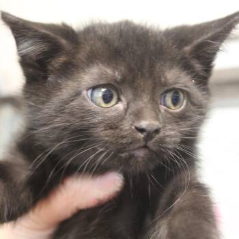 Jade -  Domestic Short Hair Cat for Adoption in Cleveland, Mississippi - Jade | PetCurious