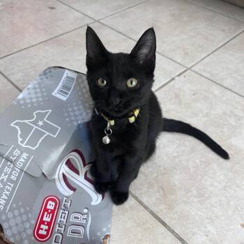 Licorice -  Domestic Short Hair Cat for Adoption in Houston, Texas - Licorice | PetCurious