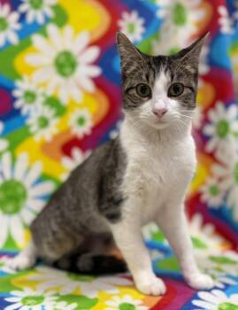 Domestic Short Hair Cats Available for Adoption in Corpus Christi, Texas - Miami | PetCurious