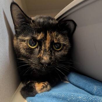 Domestic Short Hair Cats Available for Adoption - Evie | PetCurious