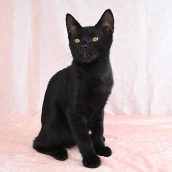 Hendrix -  Domestic Short Hair Cat for Adoption in Mobile, Alabama - Hendrix | PetCurious