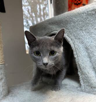 Rescue Domestic Short Hair Cats for Adoption in Lake City, Arkansas - Torvi | PetCurious