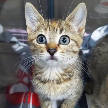 Washi -  Domestic Short Hair Cat for Adoption in Westminster, California - Washi | PetCurious