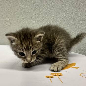 Graphite -  Domestic Short Hair Cat for Adoption in Tampa, Florida - Graphite | PetCurious