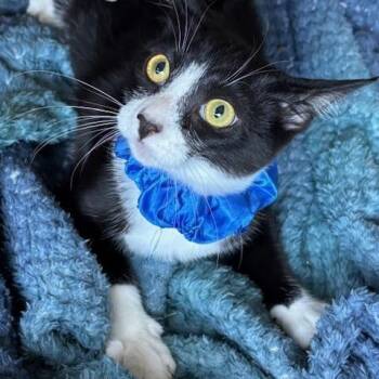 Rescue Tuxedo Cats for Adoption in Los Altos, California - Petunia - Female Teen Kitten | PetCurious