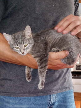 Rescue Domestic Short Hair Cats for Adoption in Livonia, Michigan - C291 Litter Sally | PetCurious