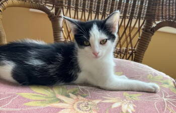 Rescue Domestic Short Hair Cats for Adoption in Knoxville, Tennessee - Ace | PetCurious