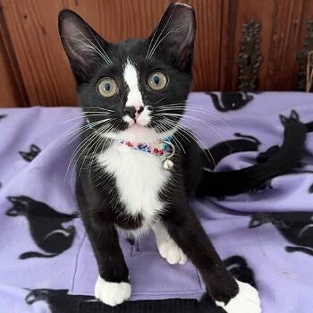 Polly -  Domestic Short Hair Cat for Adoption in Sunrise, Florida - Polly | PetCurious