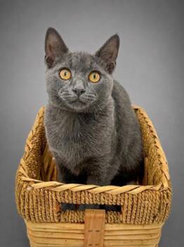 Habanero -  Domestic Short Hair Cat for Adoption in Bowling Green, Kentucky - Habanero | PetCurious