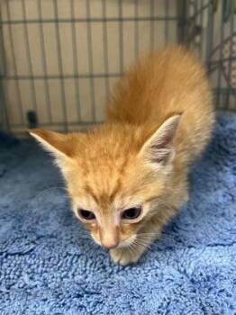 Juicy Fruit -  Domestic Short Hair Cat for Adoption in Gainesville, Florida - Juicy Fruit | PetCurious