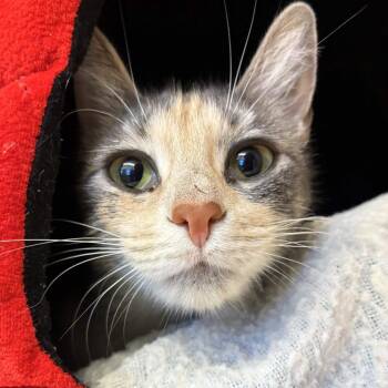 Teresa -  Domestic Short Hair Cat for Adoption in Beaumont, Texas - Teresa | PetCurious