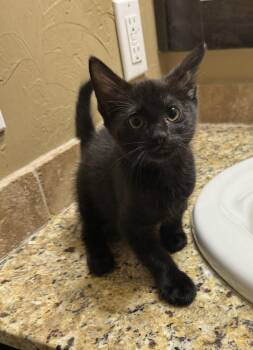 Sabrina -  Domestic Short Hair Cat for Adoption in Edmond, Oklahoma - Sabrina | PetCurious