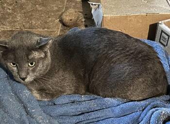 Gray -  American Shorthair Cat for Adoption in Winnipeg, Manitoba - Gray | PetCurious
